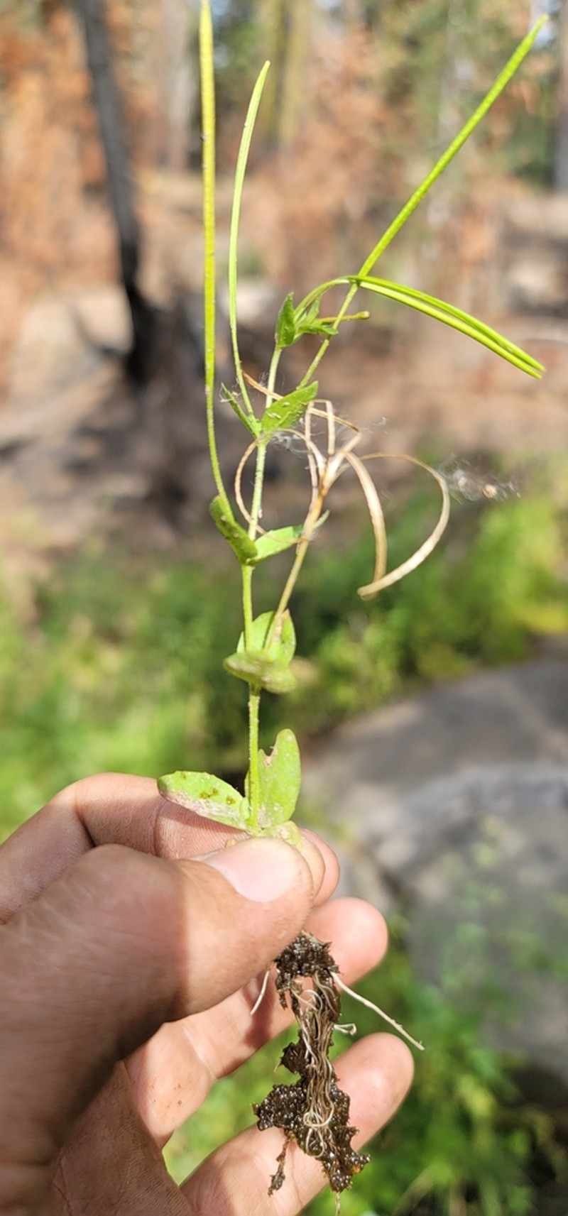 Yuba Pass Willowherb