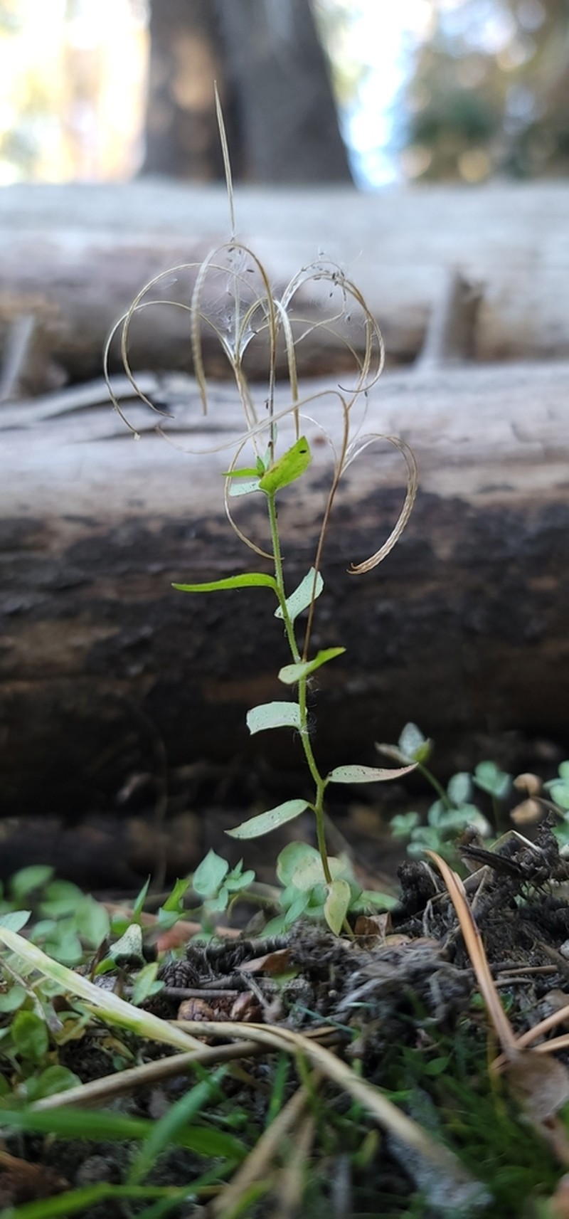 Yuba Pass Willowherb photo 3