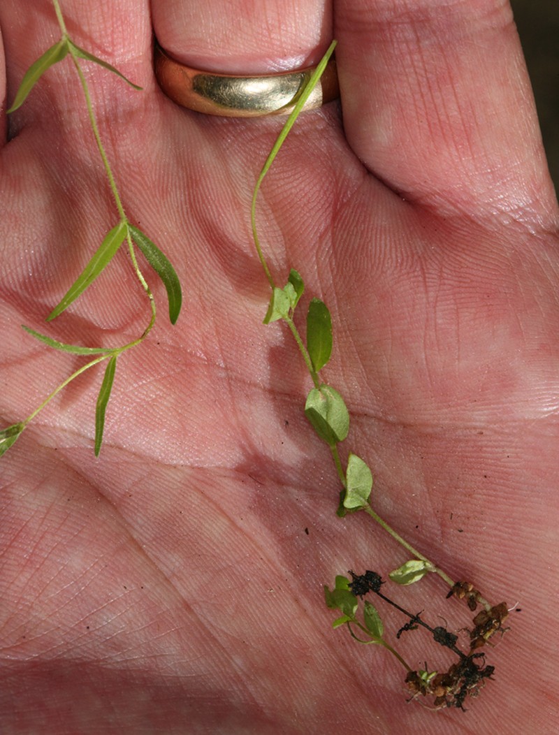 Yuba Pass Willowherb photo 4