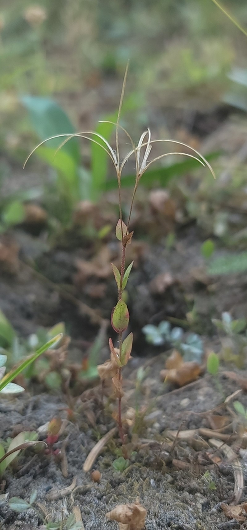 Yuba Pass Willowherb photo 5