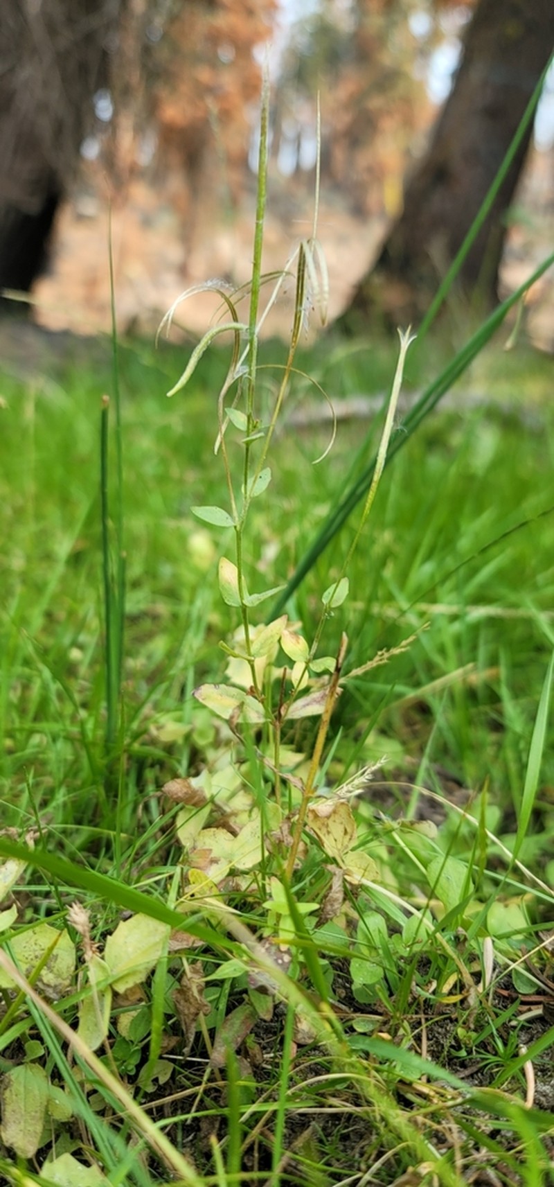 Yuba Pass Willowherb photo 6