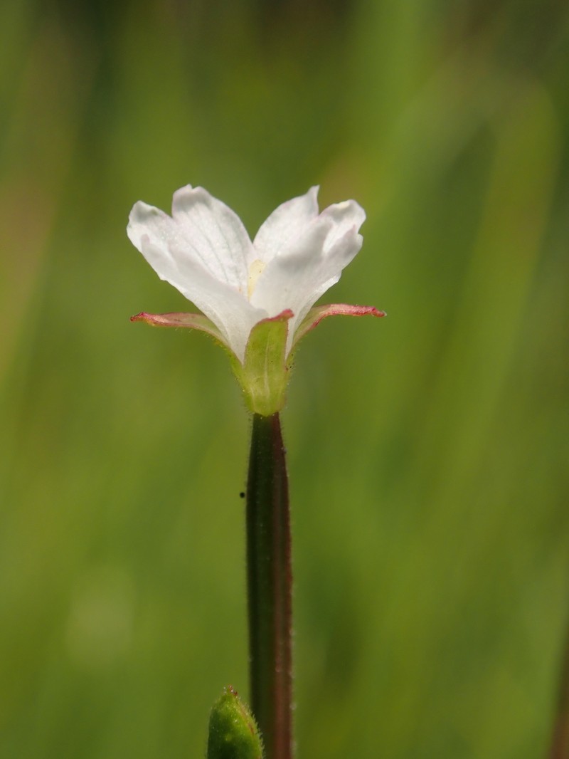 Yuba Pass Willowherb photo 8