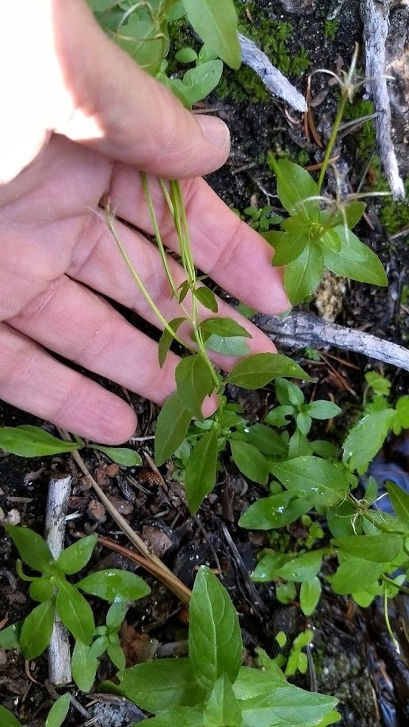 Milkflower Willowherb