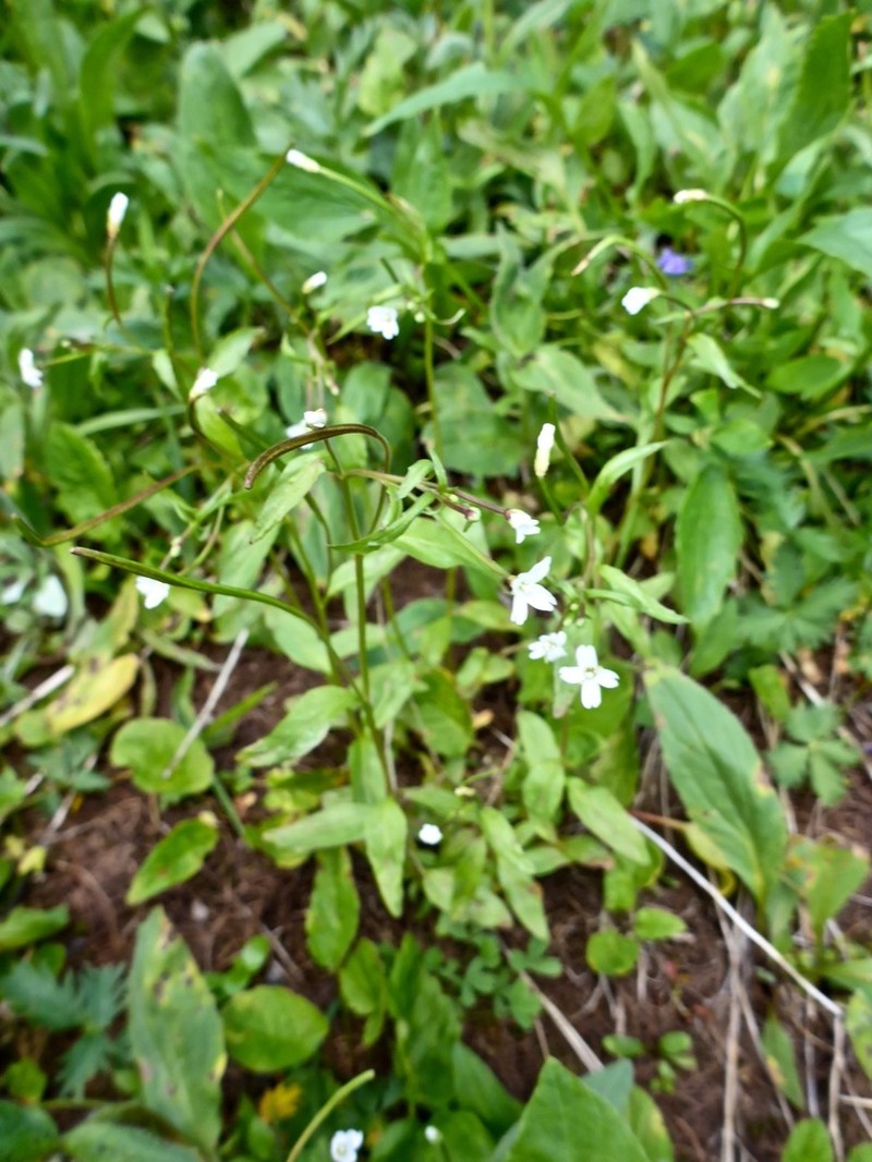 Milkflower Willowherb photo 3