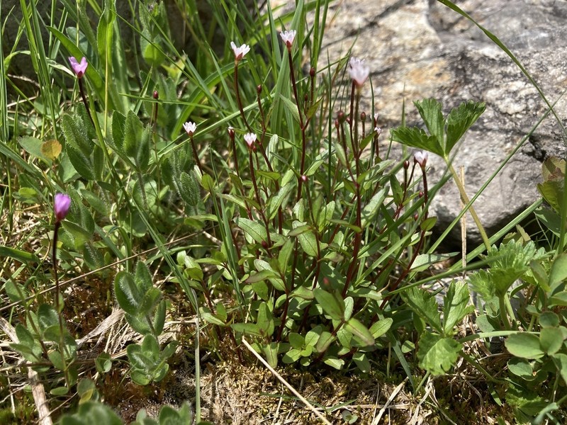 Milkflower Willowherb photo 5