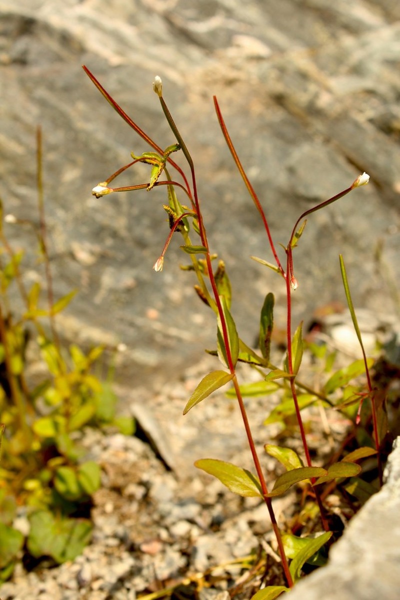 Milkflower Willowherb photo 6