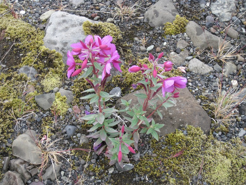 Dwarf Fireweed