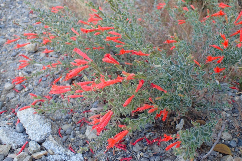 Dwarf Fireweed