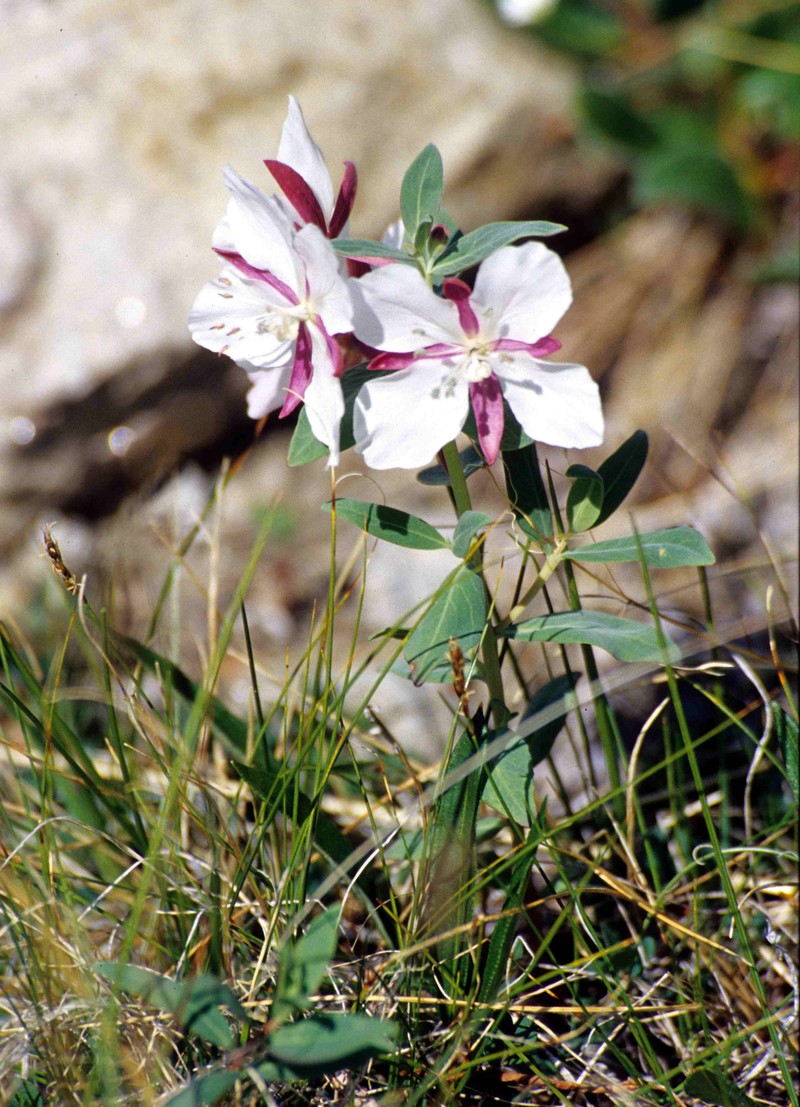 Dwarf Fireweed photo 2