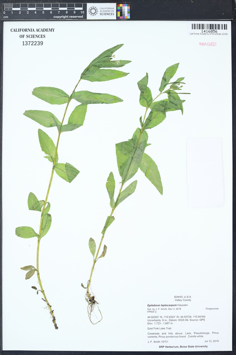 Slenderfruit Willowherb photo 3