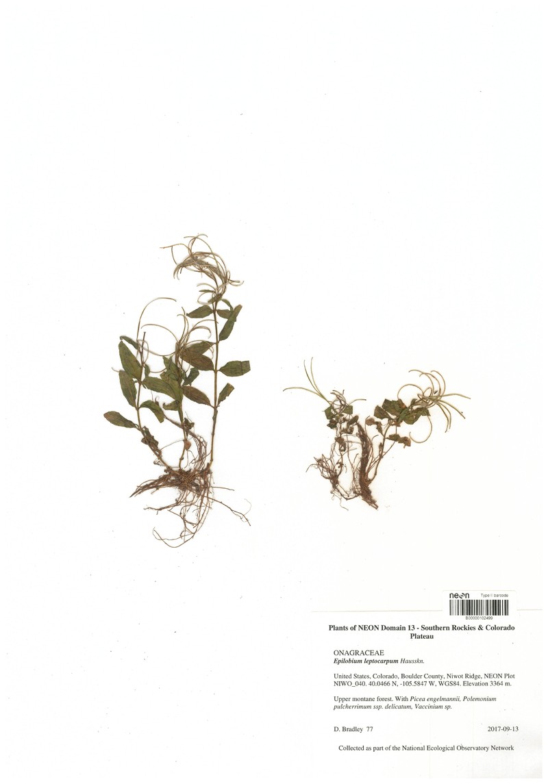 Slenderfruit Willowherb photo 4