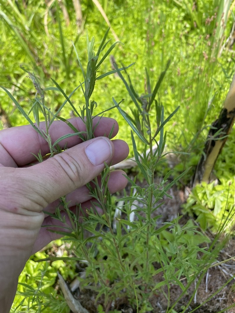 Bog Willowherb photo 2