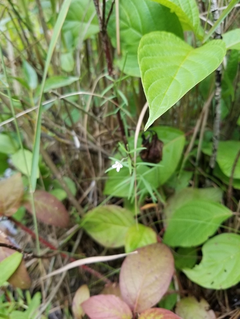 Bog Willowherb photo 3