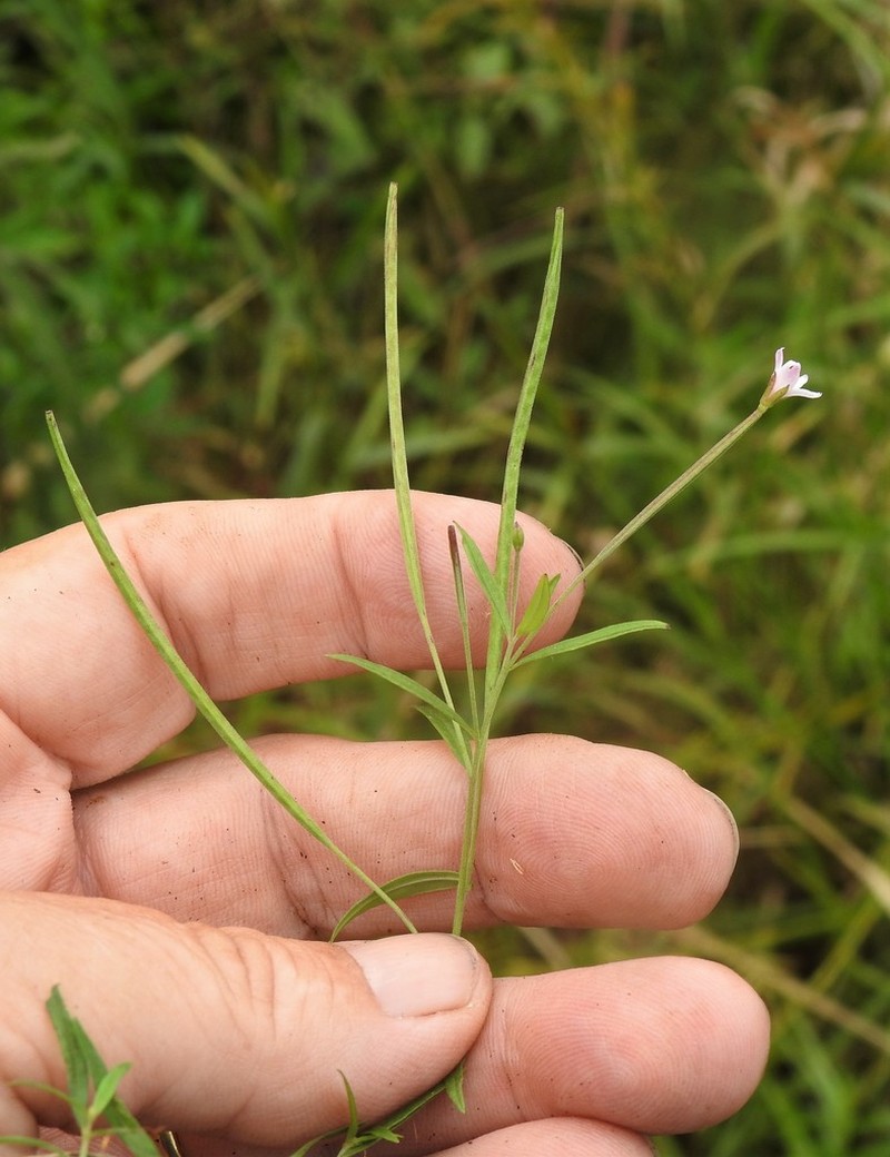 Bog Willowherb photo 4
