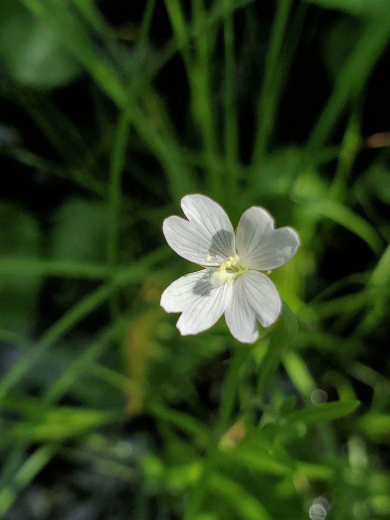Bog Willowherb photo 5
