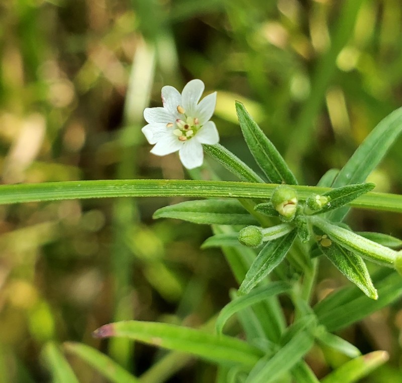 Bog Willowherb photo 6