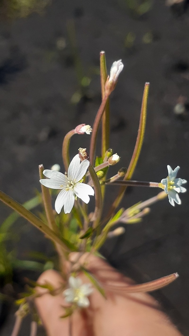 Bog Willowherb photo 7