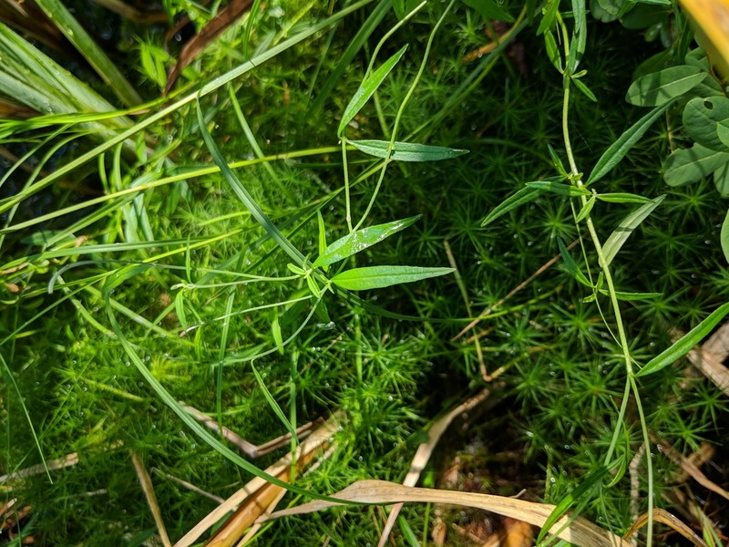 Bog Willowherb photo 8