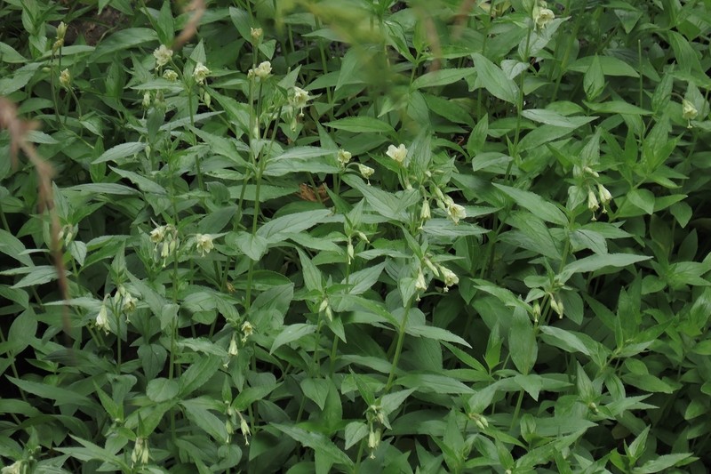 Yellow Willowherb