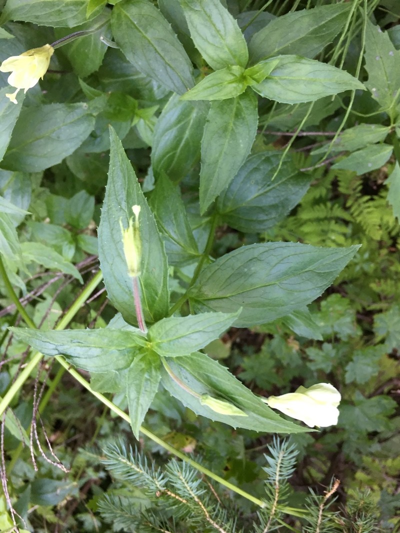 Yellow Willowherb photo 2