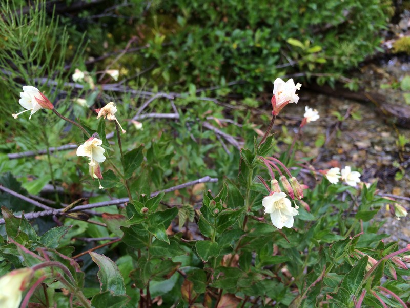 Yellow Willowherb photo 3
