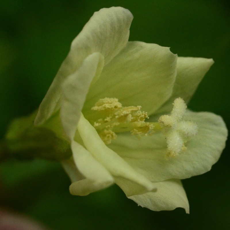 Yellow Willowherb photo 5