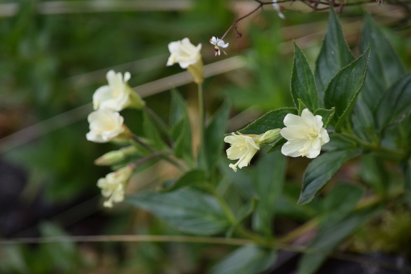 Yellow Willowherb photo 7