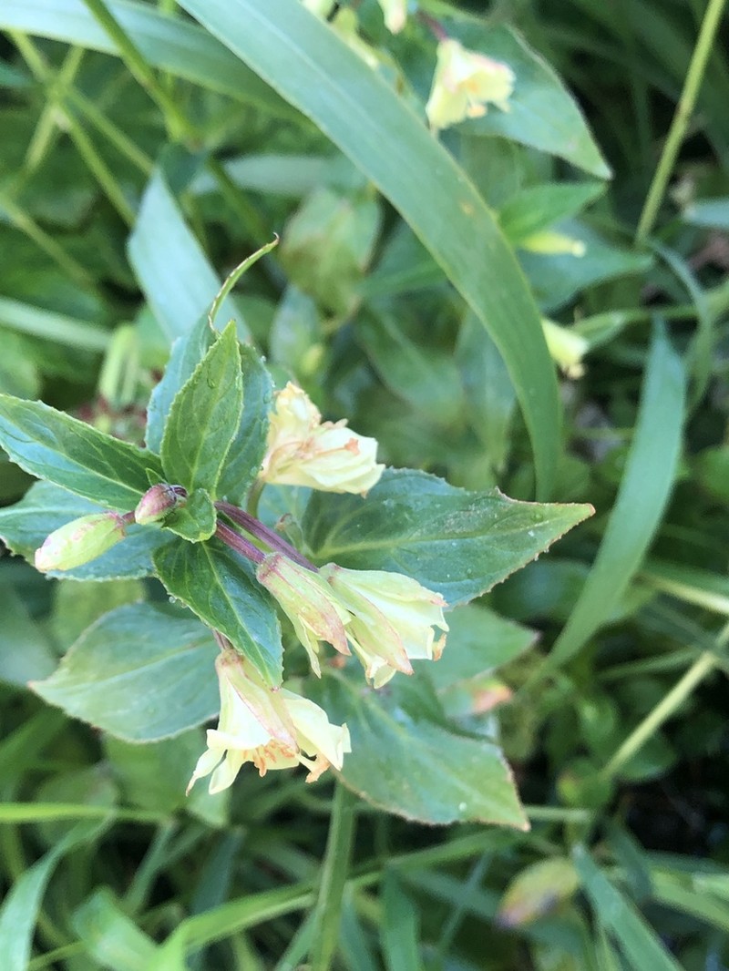 Yellow Willowherb photo 8