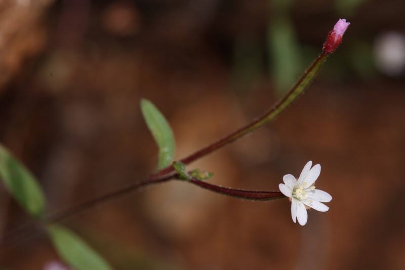 Chaparral Willowherb