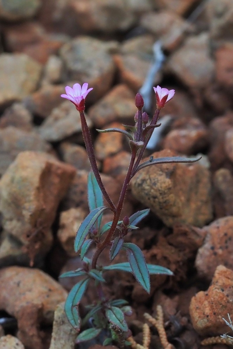 Chaparral Willowherb