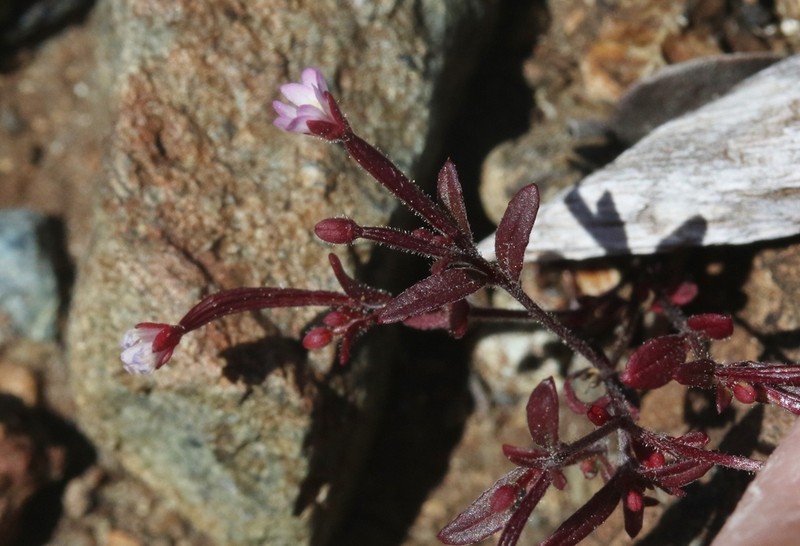 Chaparral Willowherb photo 2