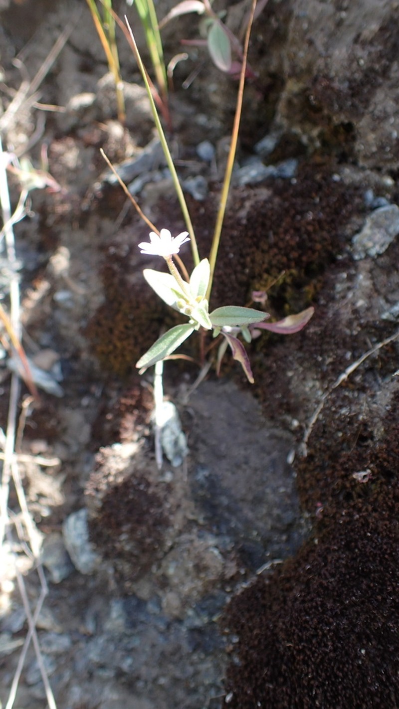 Chaparral Willowherb photo 3
