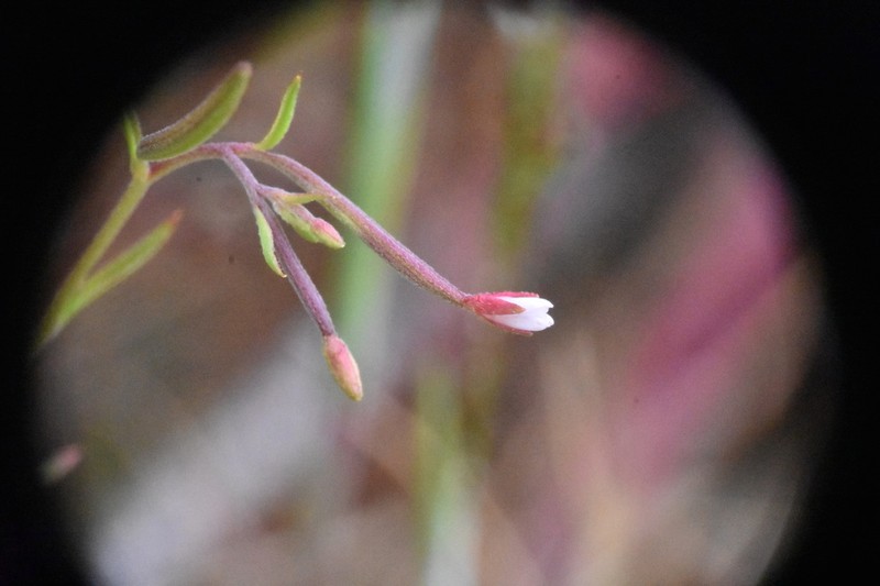 Chaparral Willowherb photo 4