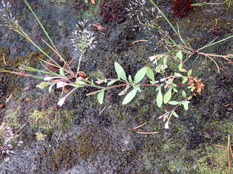Chaparral Willowherb photo 5