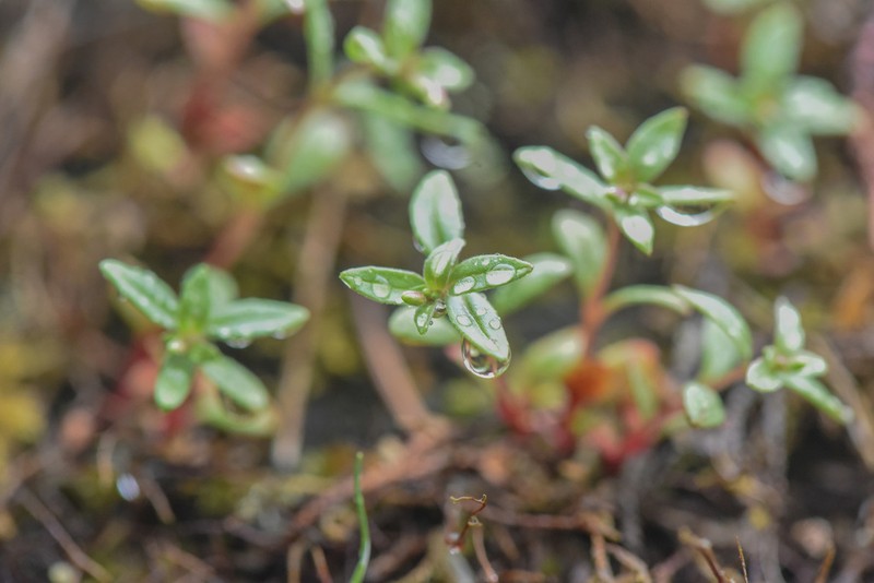 Chaparral Willowherb photo 6