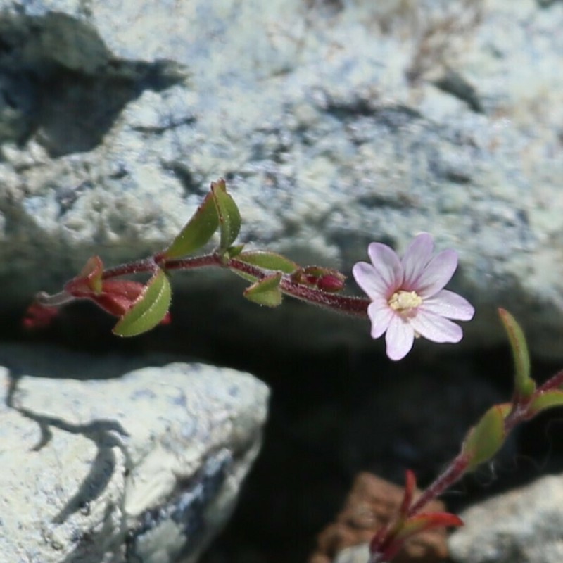 Chaparral Willowherb photo 8