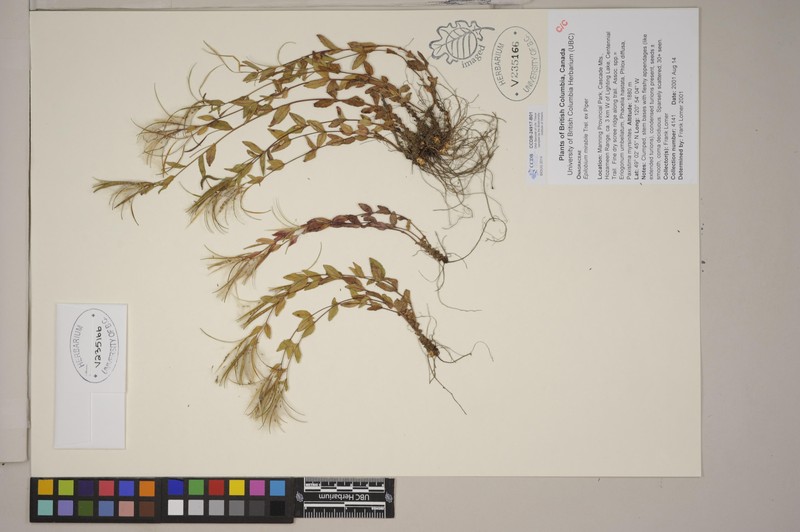 Olympic Mountain Willowherb photo 2