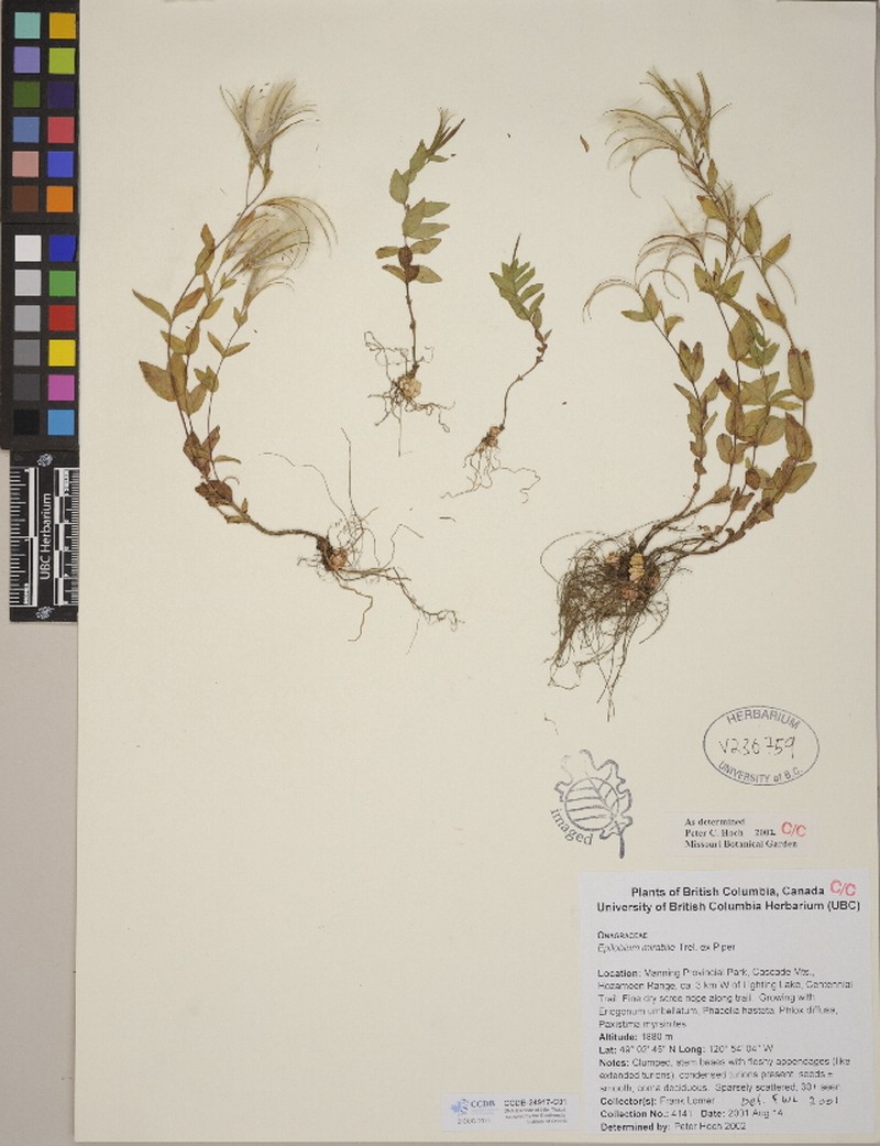 Olympic Mountain Willowherb photo 3
