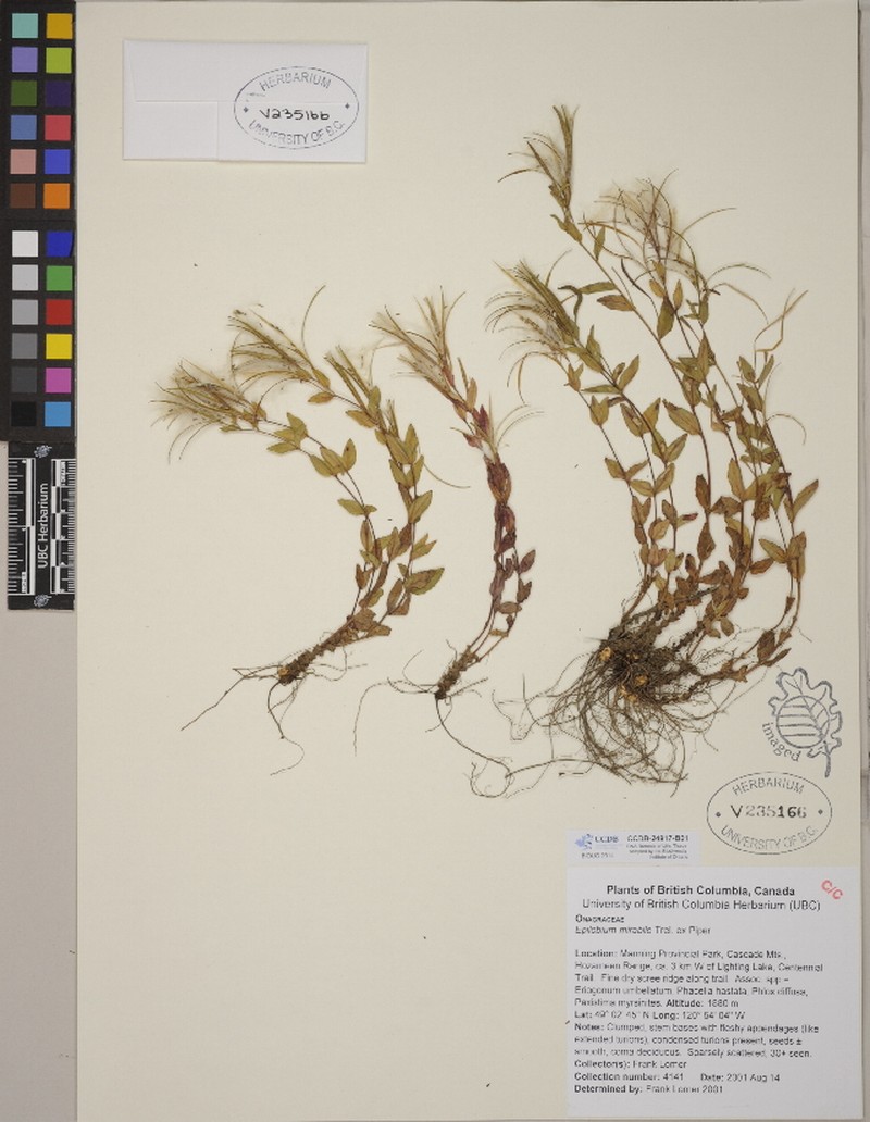 Olympic Mountain Willowherb photo 4