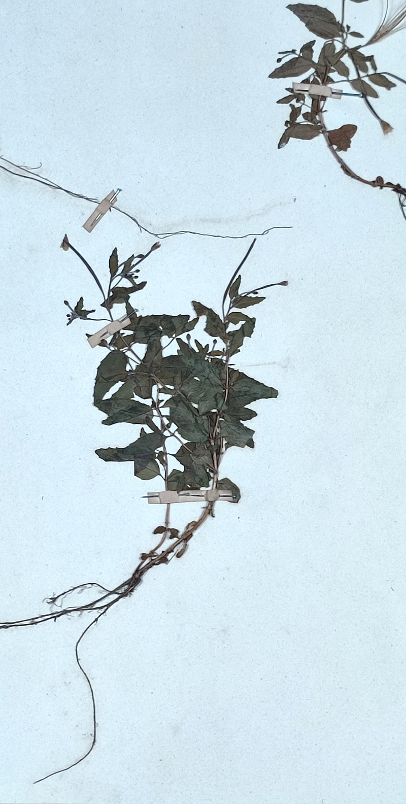 Willowherb photo 5