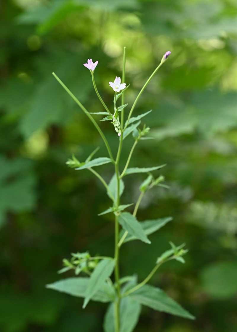 Willowherb photo 2