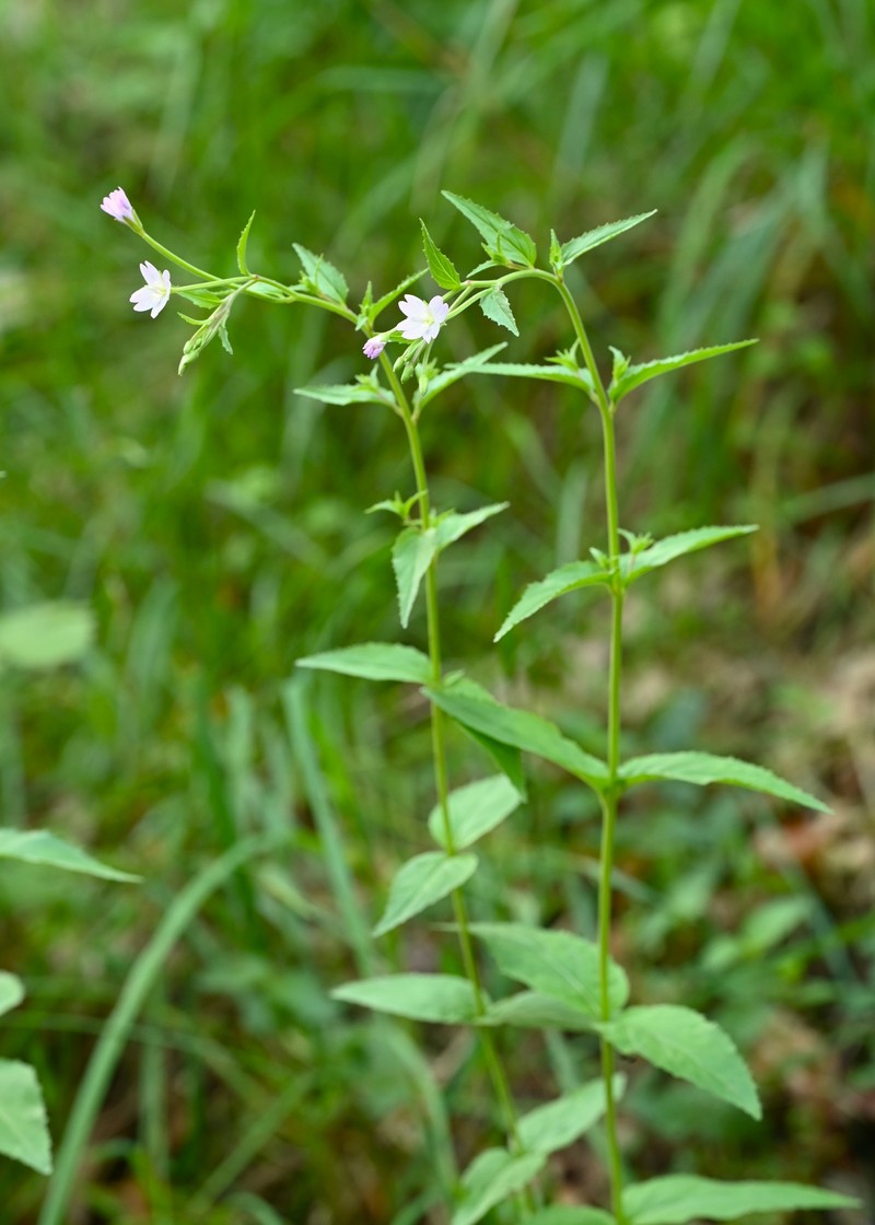 Willowherb photo 3