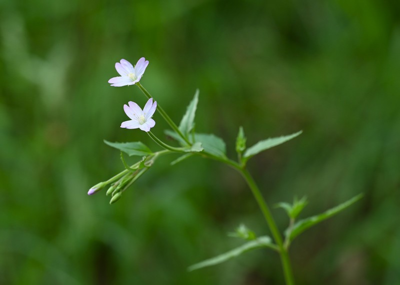 Willowherb photo 4