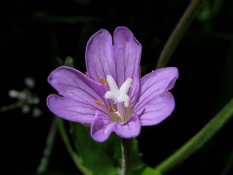 Willowherb