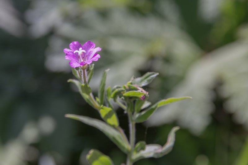 Willowherb photo 6