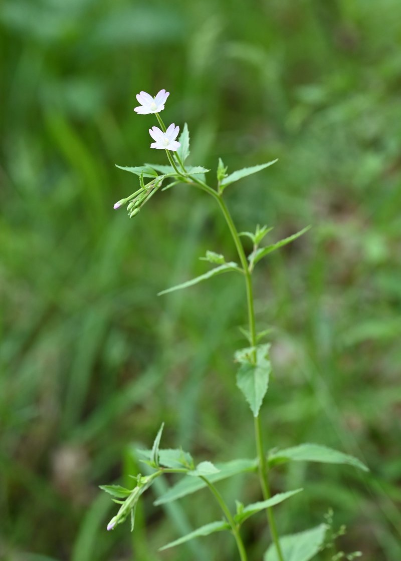 Willowherb photo 7
