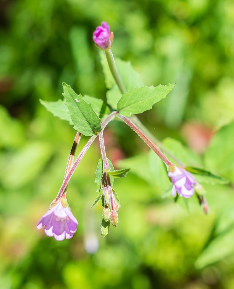 Willowherb photo 8