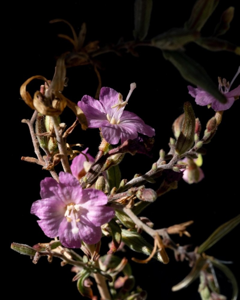 Nevada Willowherb
