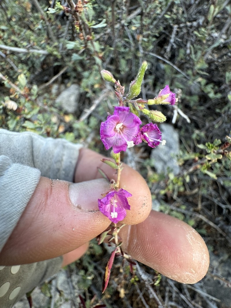 Nevada Willowherb photo 2