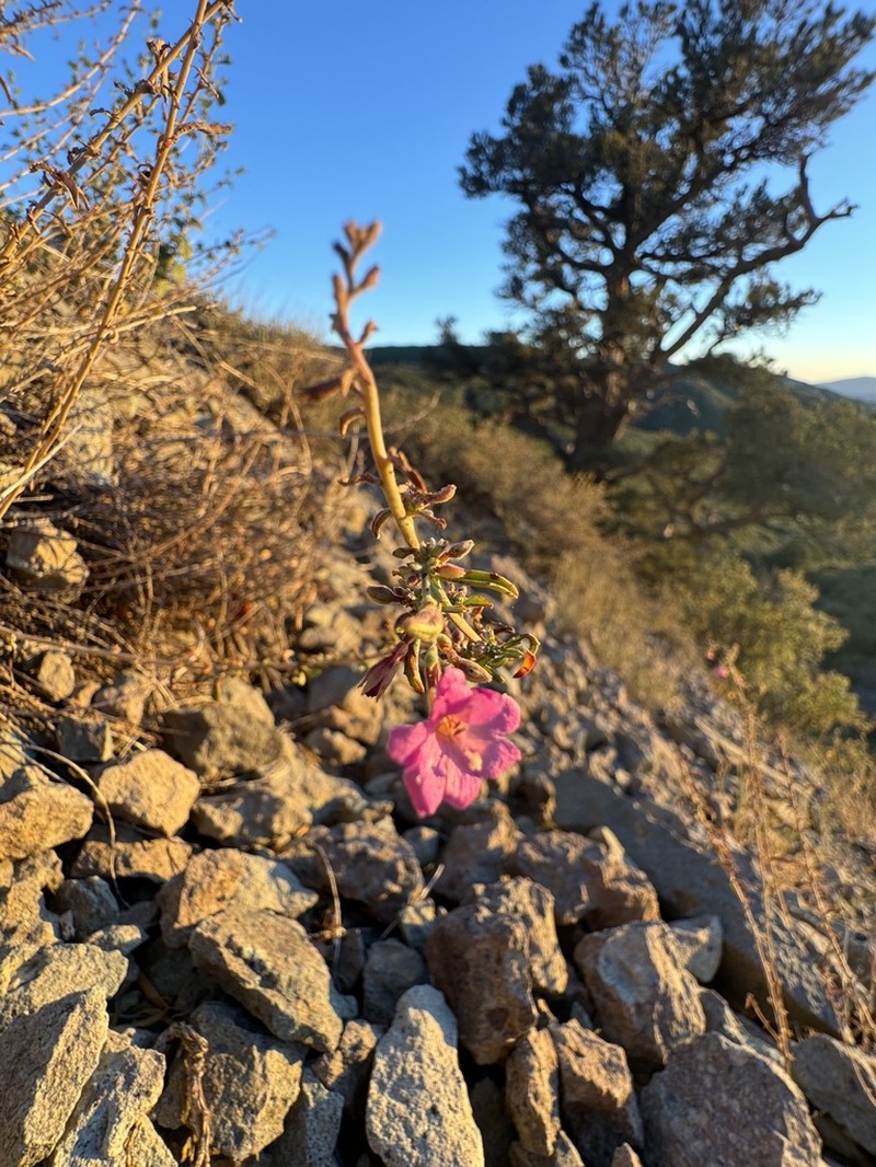 Nevada Willowherb photo 3